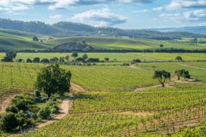 Wine travel spots for oenophiles